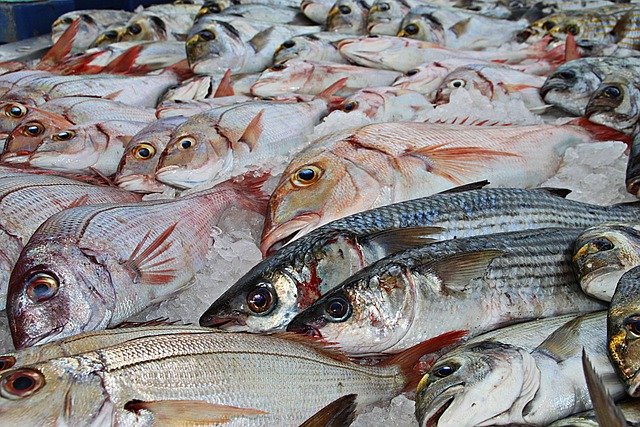 Bacalhau é remoso? Tudo sobre o peixe