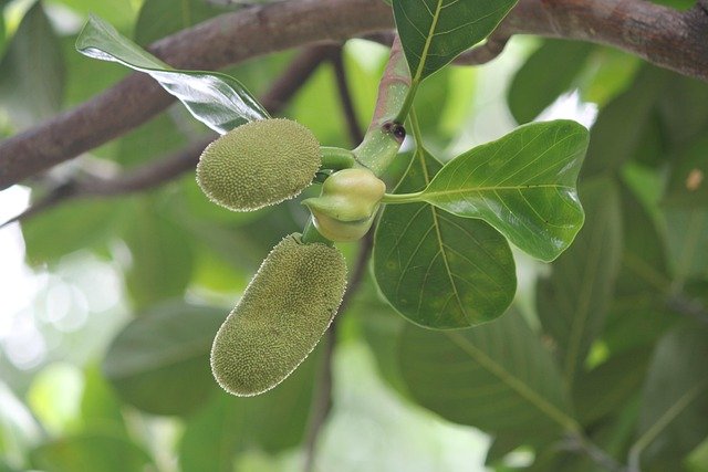 Jaca é remoso? Benfícios e mitos sobre a fruta