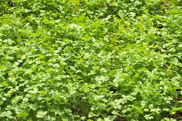 Maxixe é Remoso? Verdades e Mitos