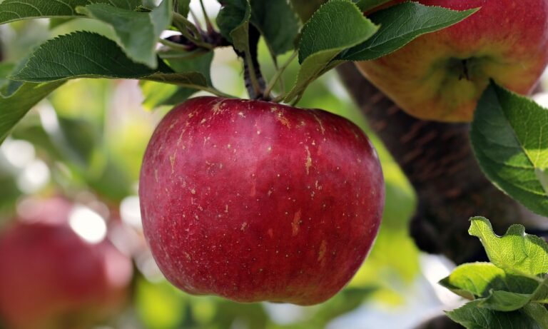 Qual significado de sonhar com frutas?